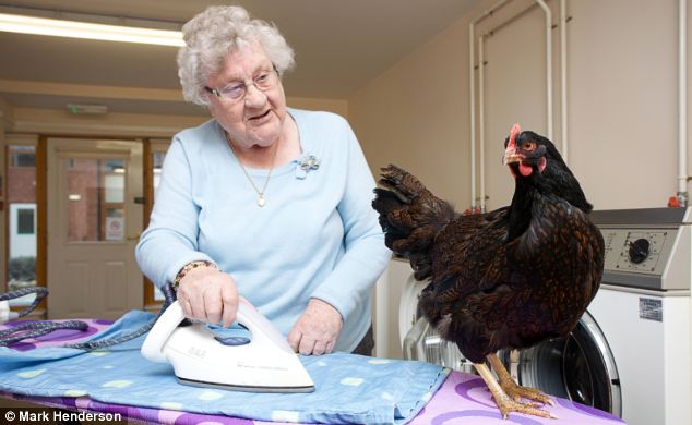 Elderly lady with her pet chicken