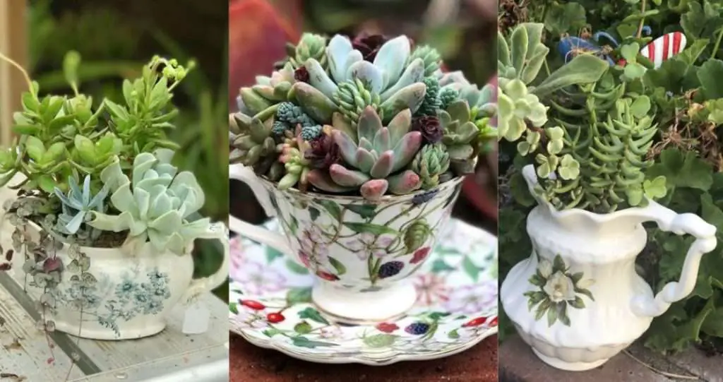 succulents planted in teacups