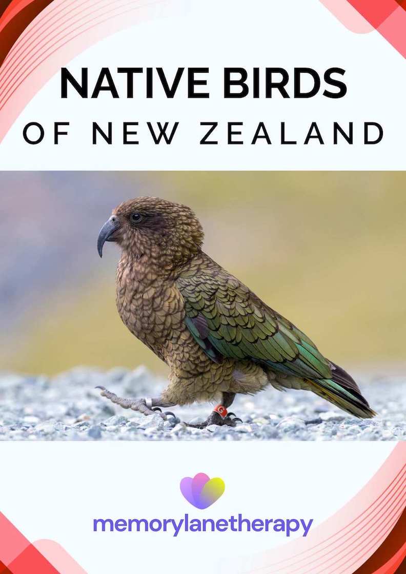 new zealand bird