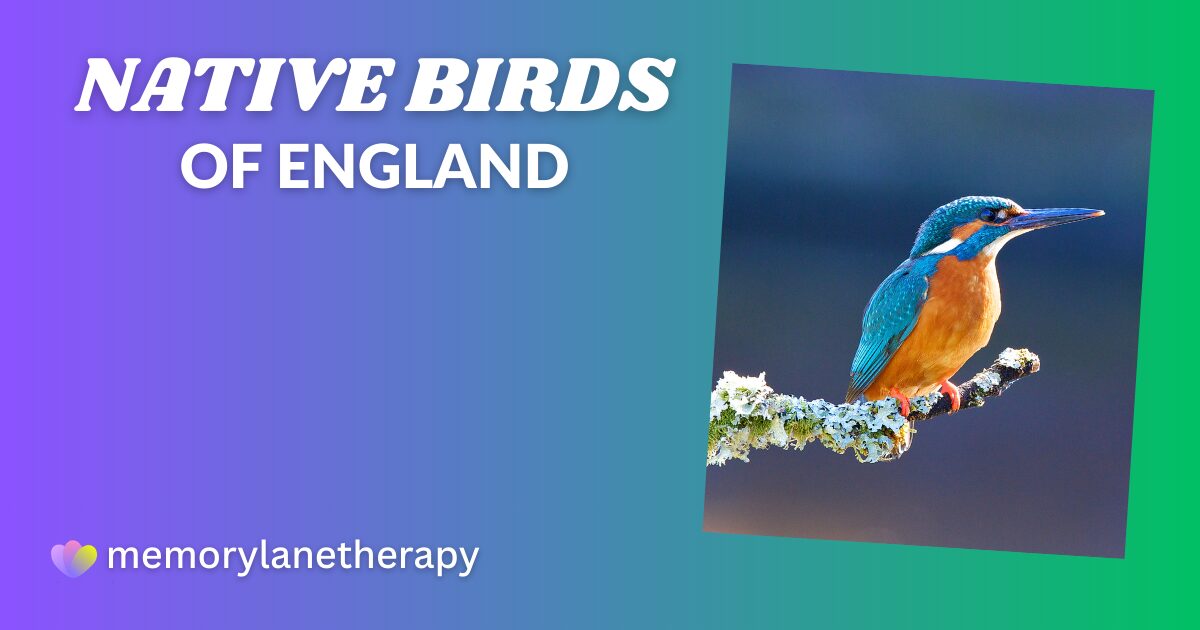 Native Birds of england(1) h