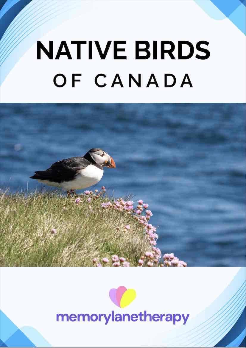 canada birds fact file for seniors