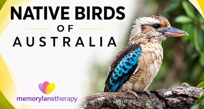 kookaburra a native birds pdf for australia